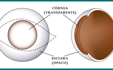 O que é e para que serve o transplante de córnea?